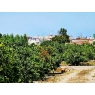 Sad mandarynkowy 2400 m2 Cullera, Walencja